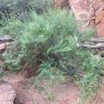 Brickellia longifolia Dalc'h