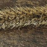 Setaria sphacelata Fiore