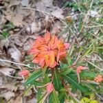 Euphorbia griffithii Flor