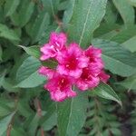 Weigela hortensis 花