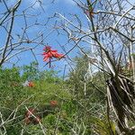 Erythrina corallodendron 花