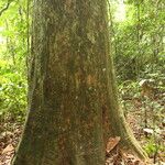 Irvingia excelsa چھال