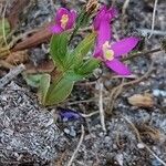 Centaurium tenuiflorum Лист