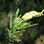 Lavandula viridis Floare