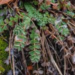 Sanguisorba minor Leaf