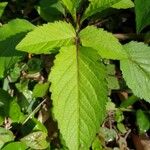 Bidens pilosa Leaf