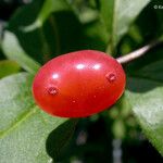 Lonicera conjugialis Frukt