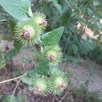 Arctium minus Fruit