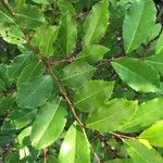Prunus caroliniana Lapas
