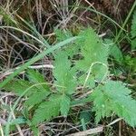 Chaerophyllum hirsutumDeilen