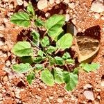 Boerhavia erecta Blad