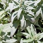 Artemisia ludoviciana 葉