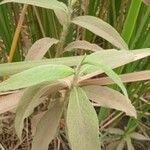 Persicaria senegalensis Folha