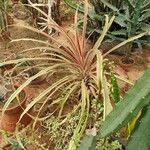 Bromelia pinguin List