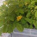 Oxalis frutescens Kvet