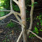 Stewartia pseudocamellia Cortiza