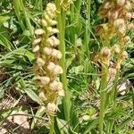 Orchis anthropophora Цвят