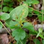 Coptis trifolia ফল