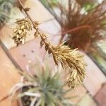 Deuterocohnia longipetala Fruto