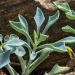 Senecio × kleiniiformisLeaf