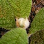 Psychotria fuscopilosa Hábito
