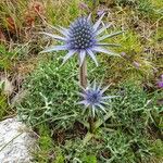 Eryngium bourgatiiFlor