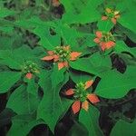 Euphorbia heterophylla Floare