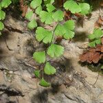 Adiantum capillus-veneris Hoja