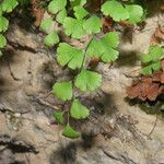 Adiantum capillus-veneris Leaf