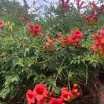 Campsis radicansFlower