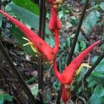 Heliconia trichocarpa Corteza