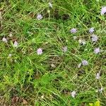 Scabiosa canescens आदत