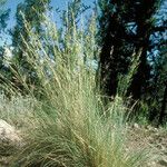 Festuca arizonica Агульны выгляд