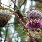 Cirsium jorullense Květ