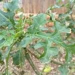 Solanum linnaeanum Leaf