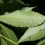 Gordonia fruticosa Leht