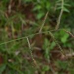 Urochloa trichopus Frukto