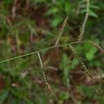 Urochloa trichopus Fruto