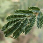 Vachellia nilotica Folha