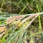 Andropogon hallii