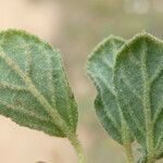 Helianthemum salicifolium Лист