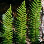 Dicksonia antarctica 葉