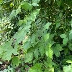 Rubus occidentalis Хабит