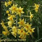 Narcissus × compressus