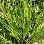 Plantago argentea Feuille