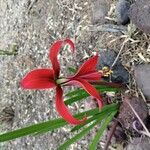 Sprekelia formosissima Kwiat