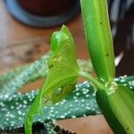 Cissus quadrangularis Feuille