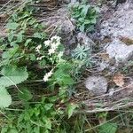Saxifraga hostii Libunga