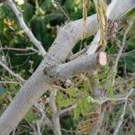 Calliandra tweediei Bark