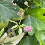 Galium aparine برگ